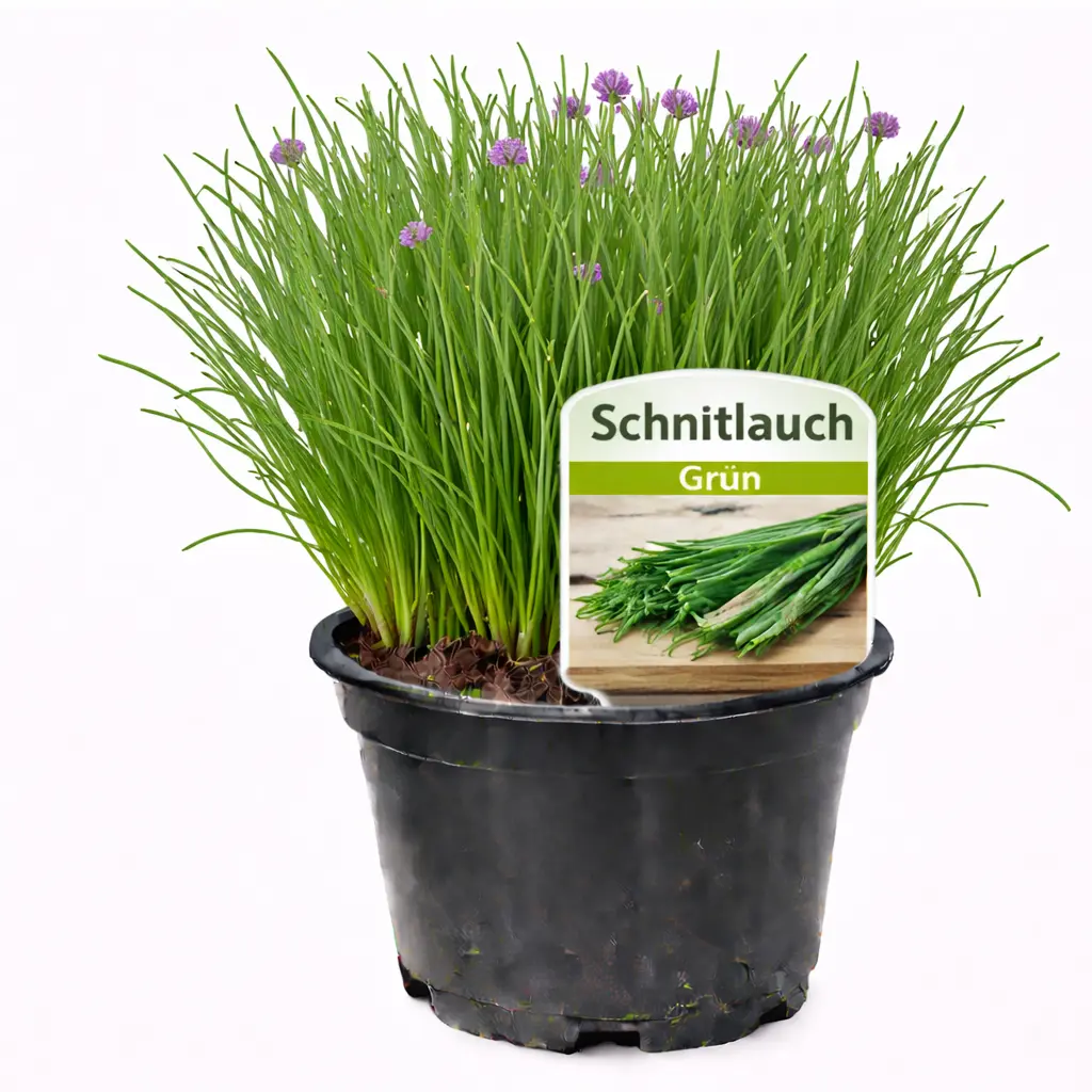 Schnittlauch Schnittlauch (März)