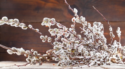 Palmkätzchen ca. 85-90cm Bund (geeignet für Tischvasen)(ca. 6 Zweige)