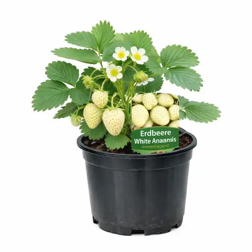 Erdbeeren White ananas (weiß) (März und April)