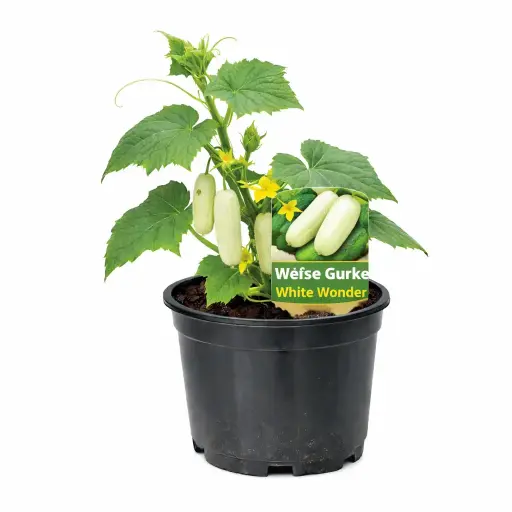 Weiße gurken (white wonder) (April)