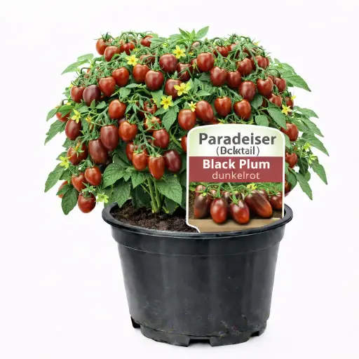 Paradeiser (Cocktail) Black Plum (dunkelrot) (April)