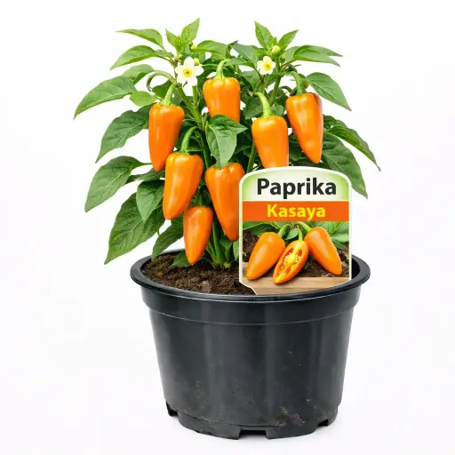 Paprika Kasaya (April)