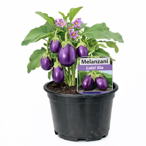 Melanzani Luiza (lila) (April)