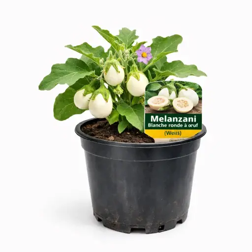 Melanzani Blanche ronde a oeuf (Weiß) (April)