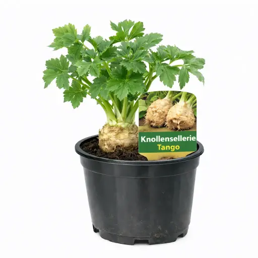 Knollensellerie Tango (März)